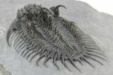 Spiny Comura Trilobite - Very Large Specimen #251441-5